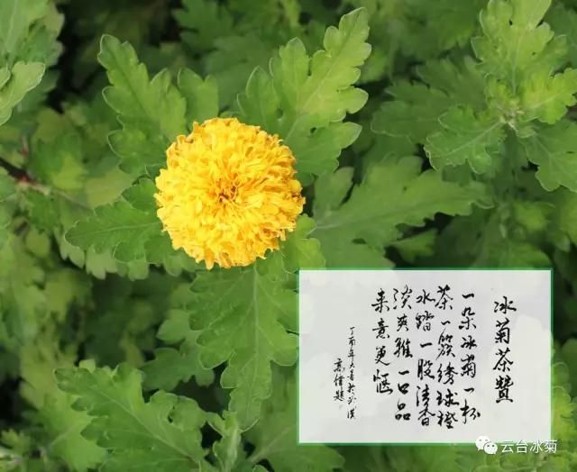 中 秋 礼 馔 l 那 年 花 开 月 正 圆