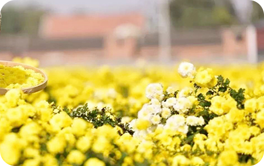 菊花面积1000余亩